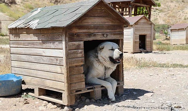 Soğuk havaya göğüs geren Kangal köpekleri sıcak yaz aylarında miskinleşiyor