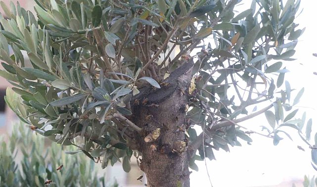 Sokağı istila eden arılara denk gelen arıcı, oğulu korkmadan çıplak elle topladı