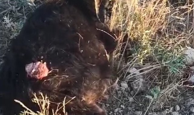 Sokak köpekleri sürüden ayrılan keçiye saldırdı
