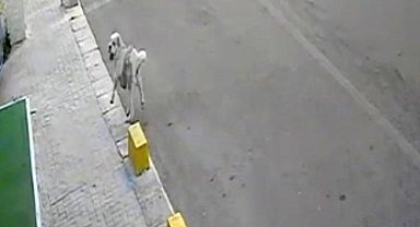 Tekirdağ'da mahallenin maskotu Yumak'a araba çarptı