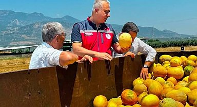 Tescilli Kırıkhan kavununda hasat devam ediyor