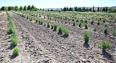 Tıbbi ve aromatik meyveler orman köylüsüne gelir kapısı oluyor