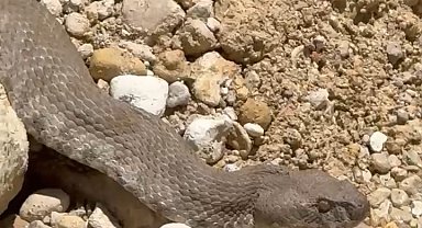 Tunceli'de koca engerek yılanı görüntülendi