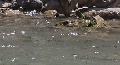 Tunceli'de koruma altındaki dağ keçileri görüntülendi