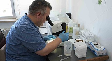 Uzmanından çekirge açıklaması: "1 ay içerisinde kaybolacaklardır"