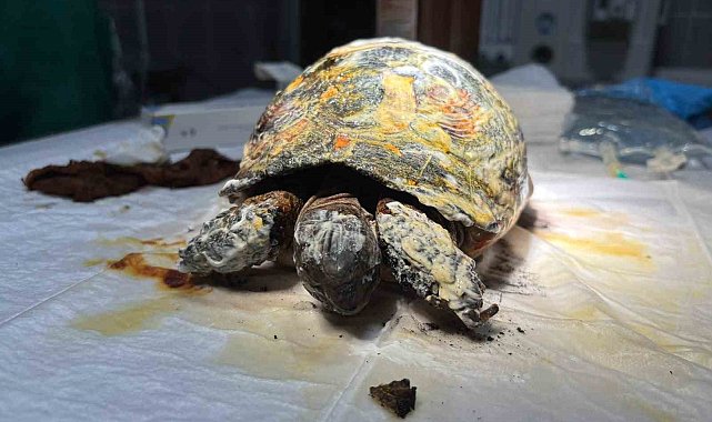 Yangında yaralanan kaplumbağa tedavi altına alındı