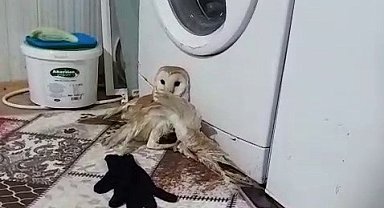 Yaralı baykuş tedavi altına alındı