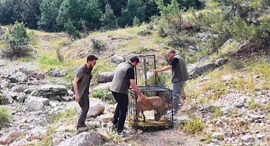 Yaralı dağ keçisi tedavisinin ardından doğaya bırakıldı