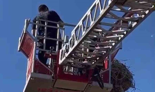 Yavru leylek ekipler tarafından yuvasına konuldu