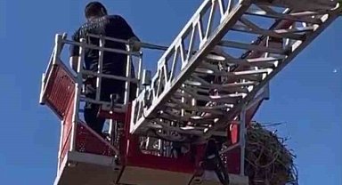Yavru leylek ekipler tarafından yuvasına konuldu