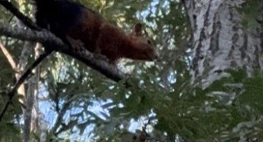 Yayla evinin bahçesine inen sincap yiyecek ararken görüntülendi