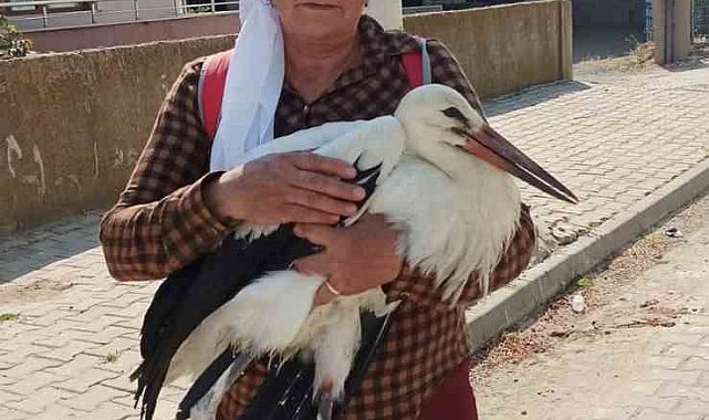 Yerde bitkin halde bulduğu yaralı leyleğe sahip çıktı