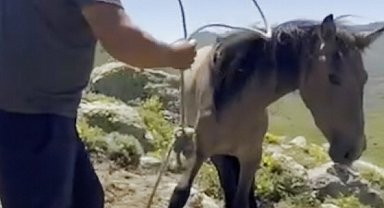 Yılkı atlarıyla ilgili mide bulandıran iddia