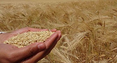 Yozgat'ta arpa hasadı başladı