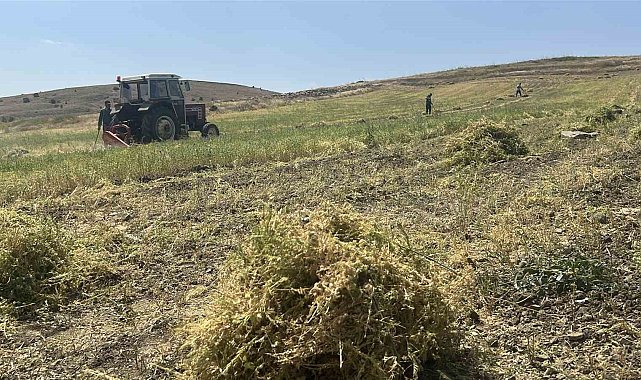 Yozgat'ta mercimek hasadı başladı, çiftçinin yüzü güldü, verim beklentisi yükseldi